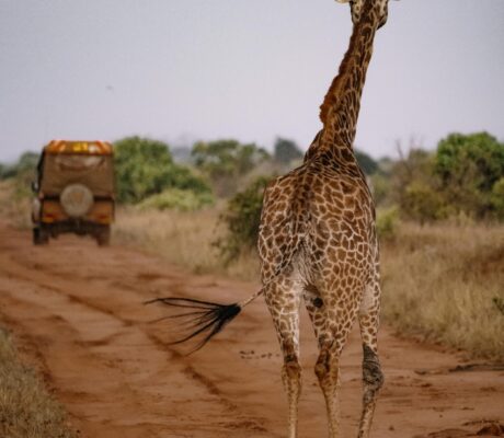 pexels-roman-odintsov-11760801