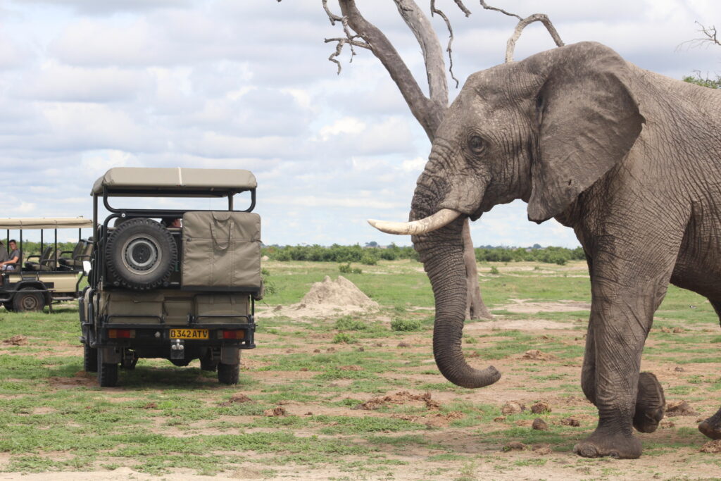 Real Africa Safaris 1619